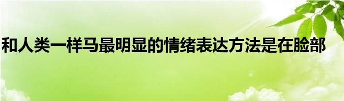 和人類一樣馬最明顯的情緒表達(dá)方法是在臉部