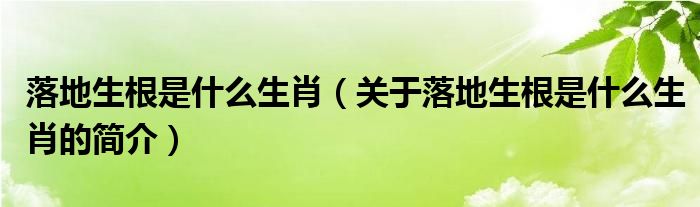 落地生根是什么生肖（關(guān)于落地生根是什么生肖的簡介）