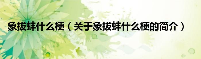 象拔蚌什么梗（關(guān)于象拔蚌什么梗的簡(jiǎn)介）