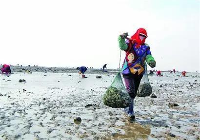 海蠣子加入“趕海套餐”:鋪滿海灘