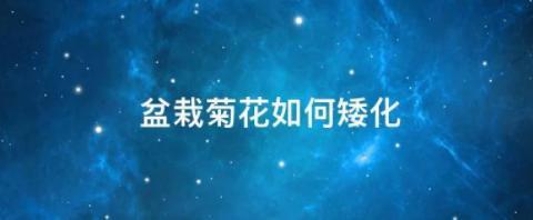 盆栽的菊花如何矮化？