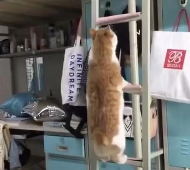 當(dāng)貓咪誤入女生宿舍