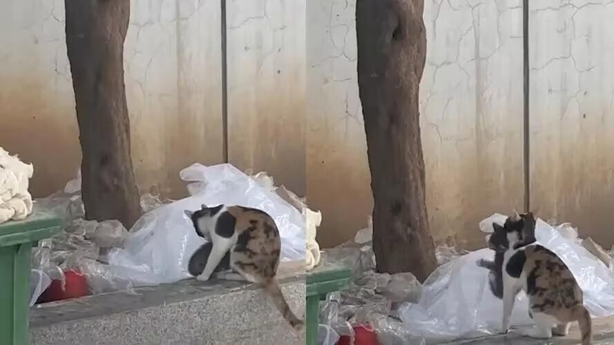 貓媽媽不厭其煩教小貓爬樹(shù)