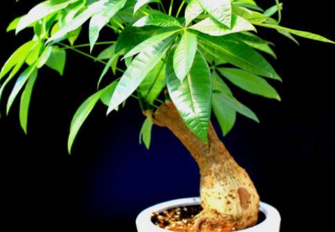 廁所里擺放什么植物既健康又美觀？