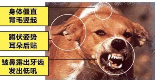 被哪些動(dòng)物咬了需要接種狂犬疫苗？