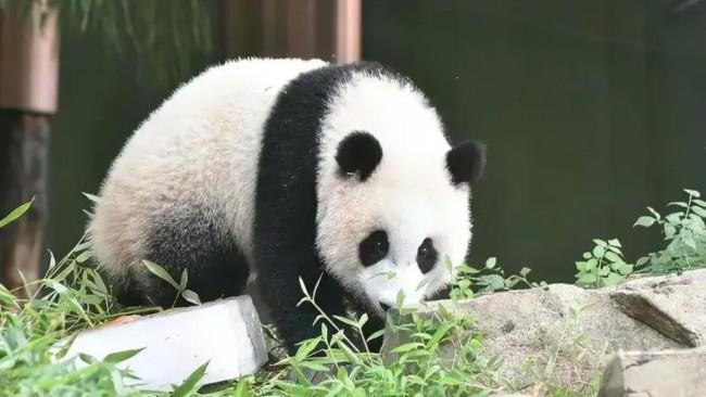 美國動(dòng)物園將歸還大熊貓丫丫和樂樂