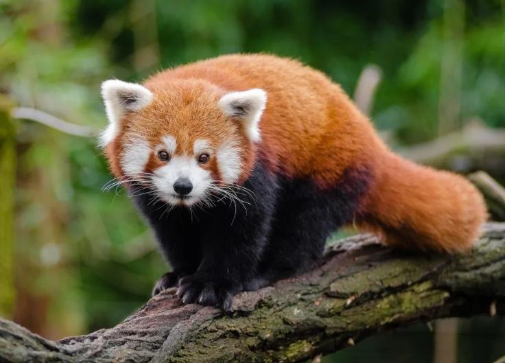 四川樂山警方成功破獲野生小熊貓案，部分小熊貓在轉(zhuǎn)交野生動物園后陸續(xù)死亡引發(fā)質(zhì)疑