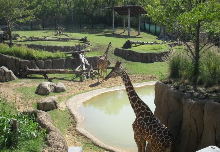 震驚！動物園深夜遭拆，多只保護動物傷亡，園方稱曾遭整改要求