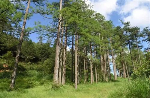 大熊貓國家公園索道公司砍伐珙桐案件引發(fā)生態(tài)環(huán)境修復(fù)爭議