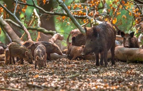 新名錄調(diào)整保護我國野生動物資源：葉麂、壽帶入選“三有”名錄，野豬調(diào)出