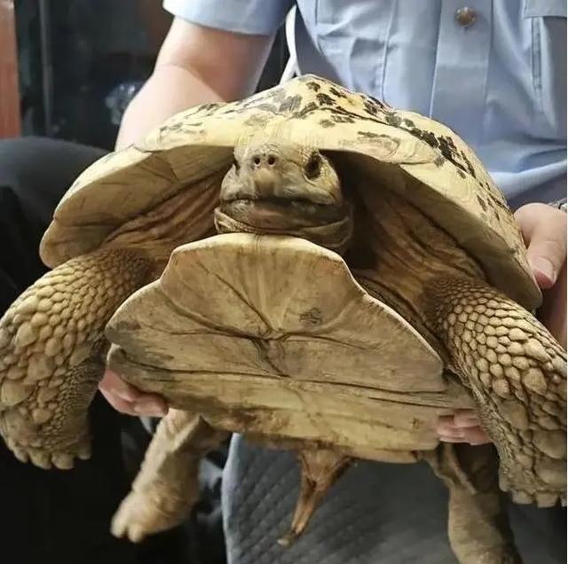 罕見巨型豹紋陸龜驚現(xiàn)上海綠化帶，上海動(dòng)物園接收