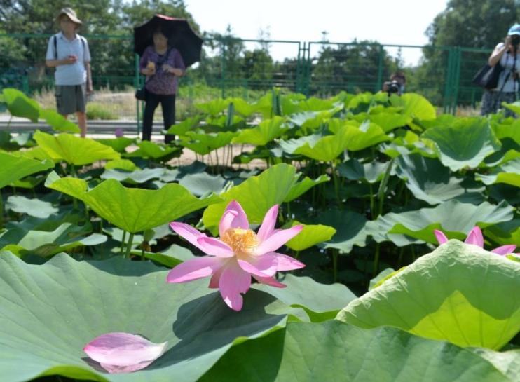 百歲古蓮：國家植物園專家妙手回春，圓明園幸存的珍貴遺產綻放芬芳